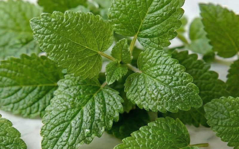Lemon Balm