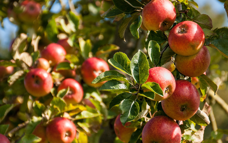 Apple Cider Vinegar